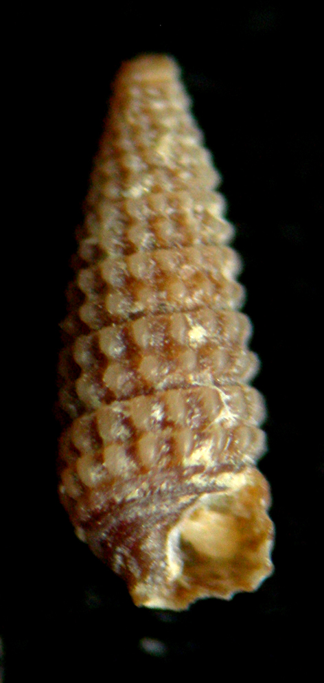 Dizoniopsis coppolae